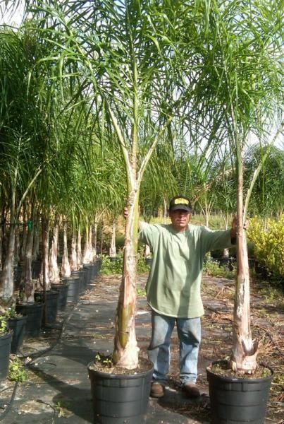 Man standing between two potted palm trees in a nursery row, with dense green foliage behind him