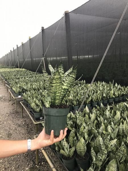 Hand holding a potted snake plant in a greenhouse row of similar plants, with shade netting overhead