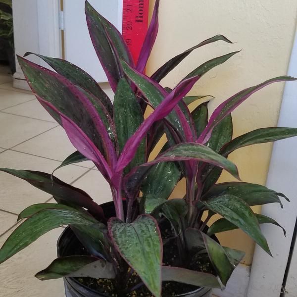 Potted green and purple ornamental plant with long leaves against a wall and tiled floor