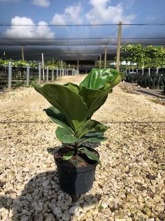 Potted green plant on gravel in a greenhouse nursery under a cloudy sky