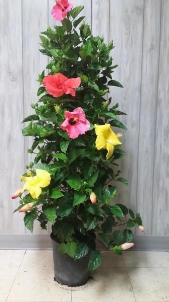 Potted hibiscus plant with red, pink, and yellow flowers against a gray wall
