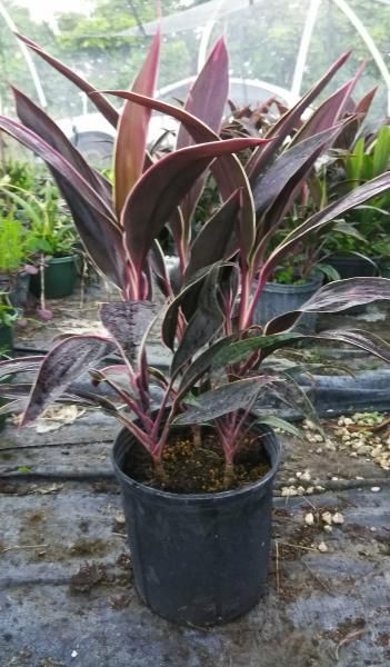 Potted purple-and-green tropical plant on a greenhouse bench