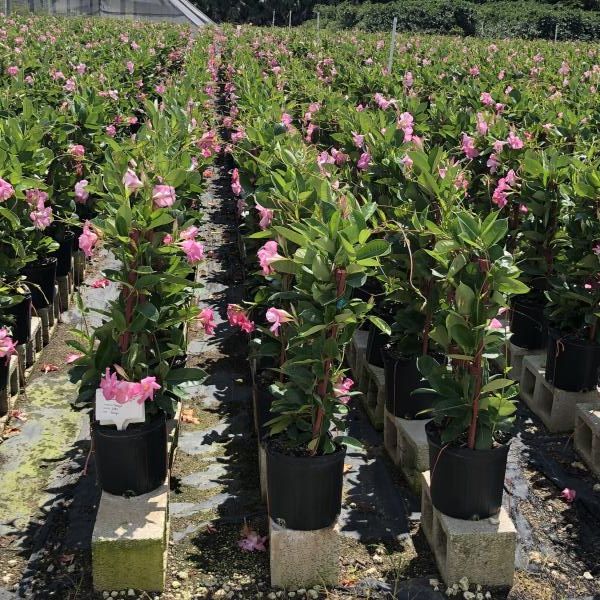 Rows of potted pink flowering shrubs in a sunny outdoor nursery