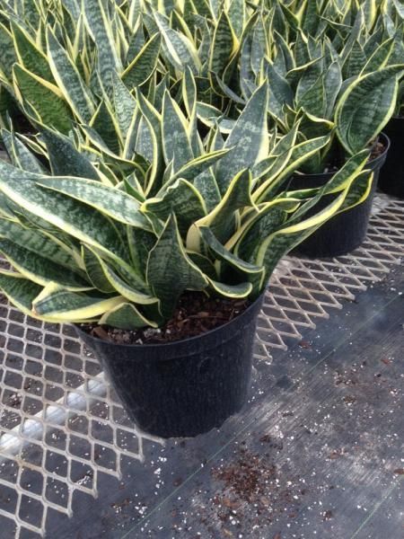 Potted snake plants with green and yellow striped leaves on a greenhouse bench