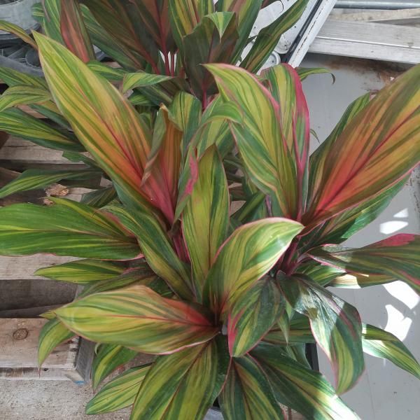 Colorful tropical plant with green, red, and yellow striped leaves in a pot