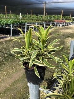 Potted variegated plant on a post in a nursery field with rows of crops and shade netting
