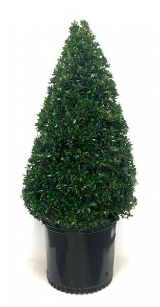 Potted artificial topiary tree with dense green foliage in a black plastic container
