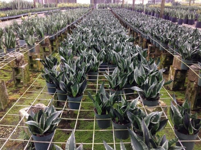 Rows of potted snake plants in a greenhouse, arranged on a grid of support wires.