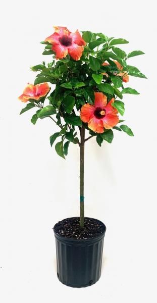Potted hibiscus tree with pink and orange flowers on a white background