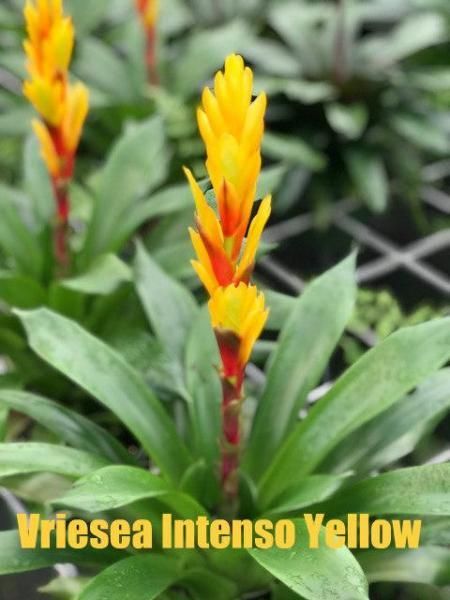 Yellow vriesea flower spike with green leaves in a garden, labeled “Vriesea Intenso Yellow”