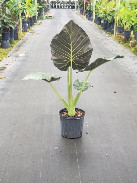 Potted elephant ear plant with large dark green leaves in a nursery aisle