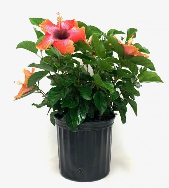 Potted hibiscus plant with pink-orange flowers and green leaves on a white background
