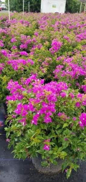 Bright pink flowering shrubs in black pots arranged outdoors in a nursery