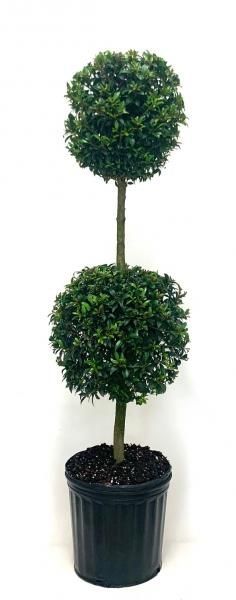 Potted topiary tree with two round green foliage balls on a thin trunk.
