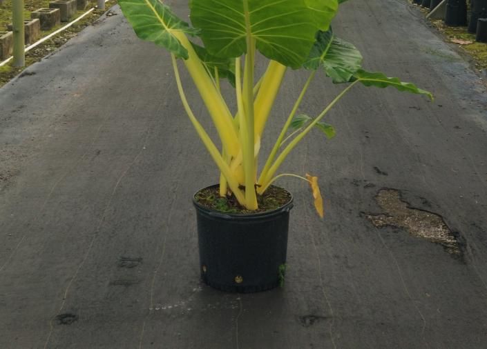 Potted tropical plant with large green leaves on a paved road