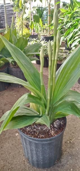 Potted green tropical plant with long leaves and flower spikes in a nursery setting