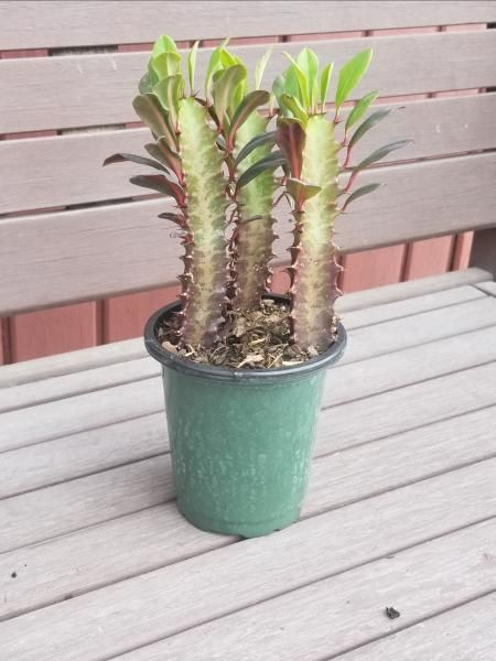 Small potted succulent with spiky green stems on a wooden bench
