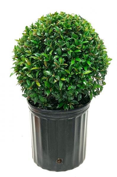 Round green topiary in a black plastic nursery pot