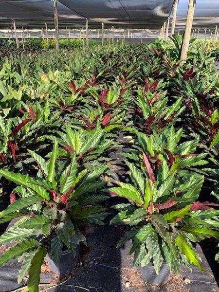 Rows of red and green tropical plants growing in a greenhouse nursery