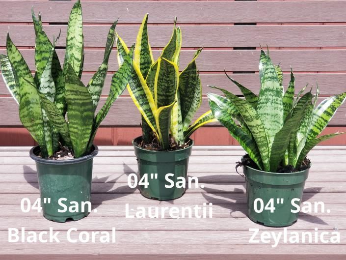 Three potted snake plants labeled Black Coral, Laurentii, and Zeylanica against a slatted wall.