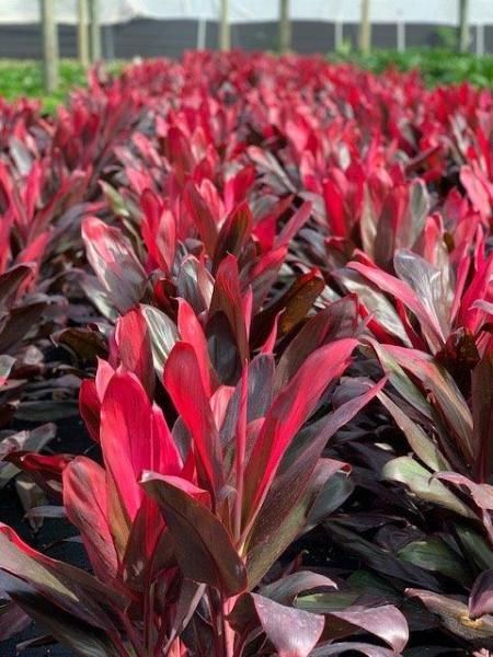 Dense bed of red and dark purple tropical plants with glossy leaves outdoors