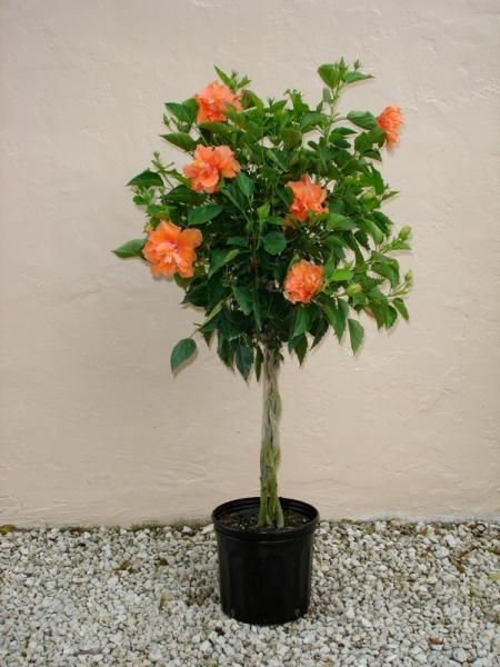 Potted flowering shrub with orange blossoms and green leaves on gravel against a beige wall