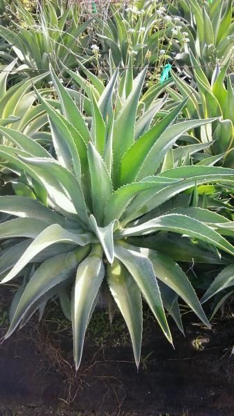 Green agave plants growing in a nursery bed