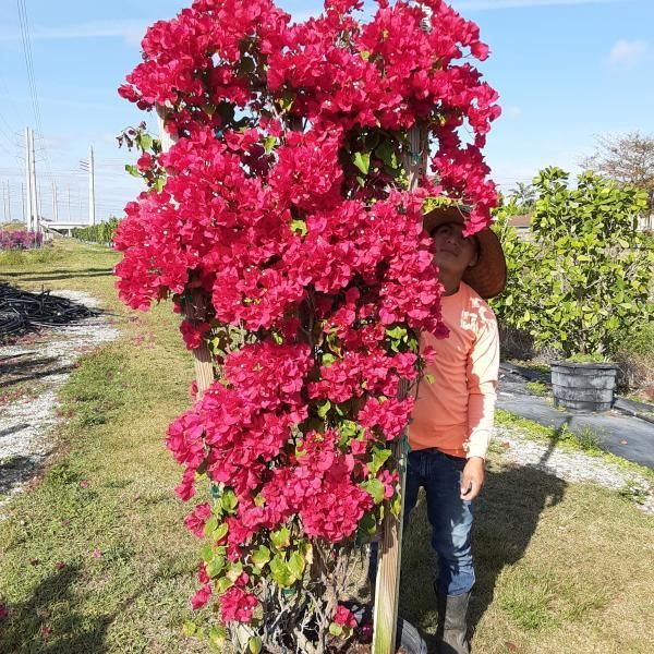 Person standing behind a large bright pink bougainvillea bush in a sunny garden nursery