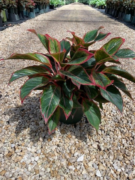 Potted red-and-green variegated plant on a gravel path outdoors