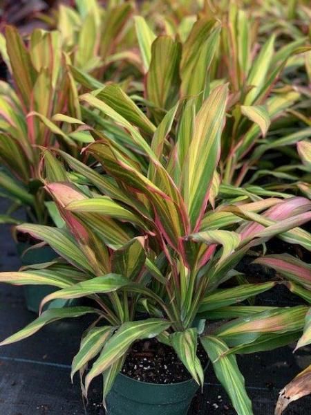 Potted ornamental plants with green, pink, and yellow striped leaves clustered in a nursery