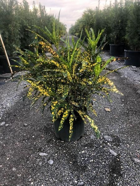 Potted croton plant with green and yellow speckled leaves on a gravel nursery lot