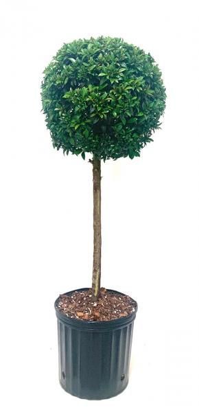 Potted topiary tree with a round green canopy and thin trunk in a black nursery container