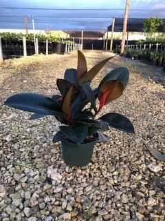 Potted rubber plant with dark green and red leaves sitting on a gravel path in a nursery