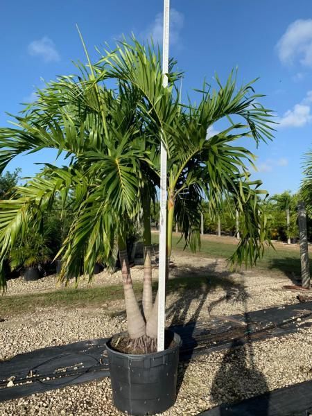 Potted palm tree in a nursery, with multiple green fronds against a blue sky