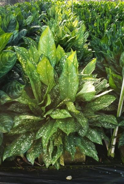 Dense green leafy plants growing in rows, with speckled leaves in a field