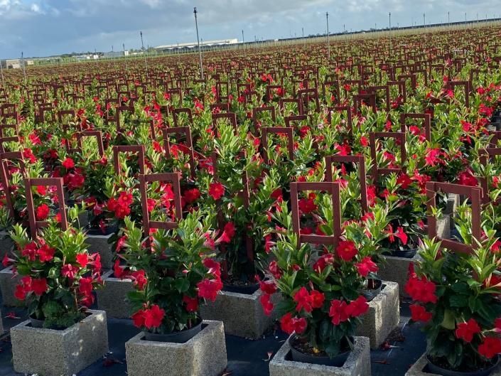 Rows of potted red flowering plants in a nursery field under a blue sky
