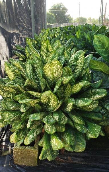 Large leafy green plants growing in a dense row in a field or nursery, with black netting along the left side