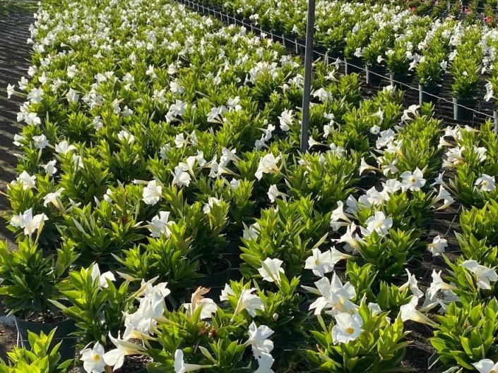 White flowering plants in neat rows on a farm, with green leaves and irrigation lines