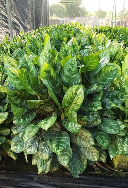 Dense green variegated foliage in a nursery bed, with glossy leaves filling the frame.