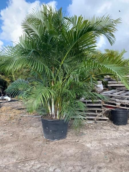 Potted palm plant with lush green fronds outdoors on a dirt lot, beside stacked pallets.