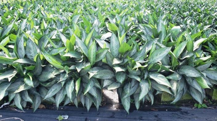 Rows of lush green potted plants in a greenhouse or nursery