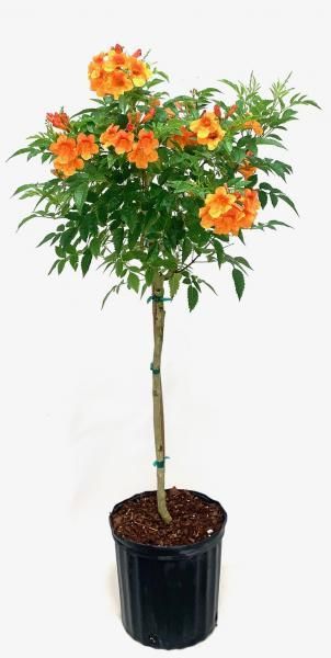 Potted flowering shrub with orange blossoms and green leaves on a white background