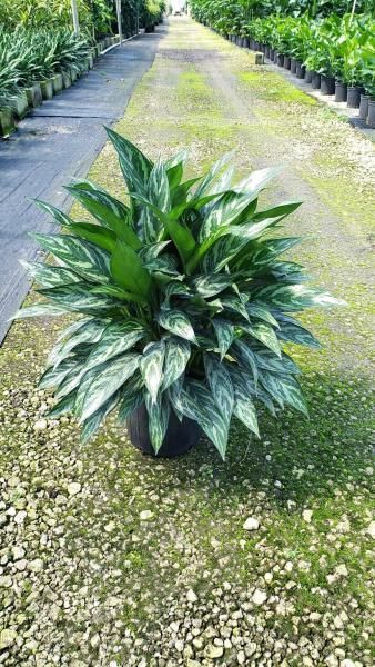 Potted variegated green plant centered on a gravel nursery path, flanked by rows of plants