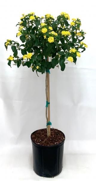 Potted flowering plant with a tall stem and clusters of yellow blossoms against a white background