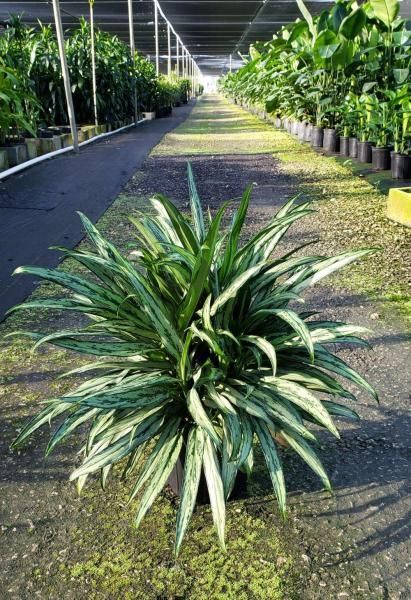 Spiky green potted plant in a nursery aisle with rows of plants on both sides