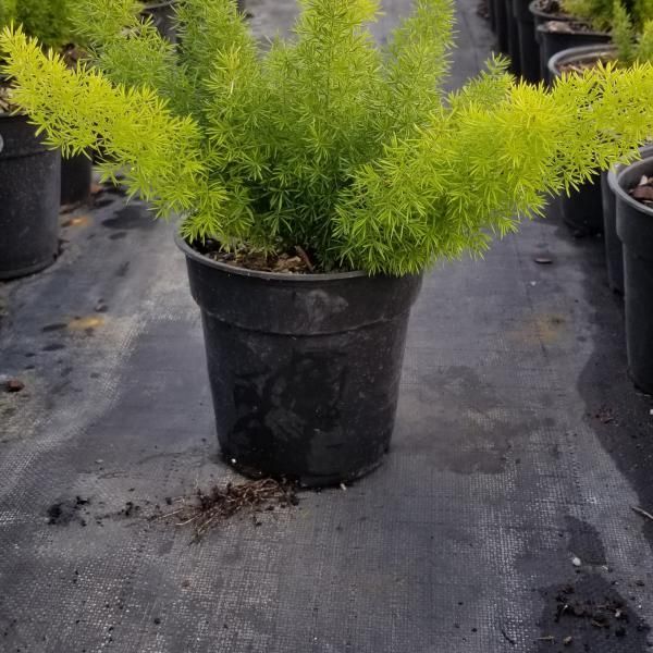 Potted yellow-green shrub in a nursery, centered among black plastic pots on a ground cover.