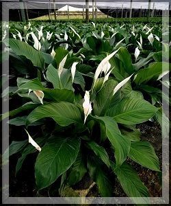 Large cluster of white peace lilies with dark green leaves in a greenhouse nursery