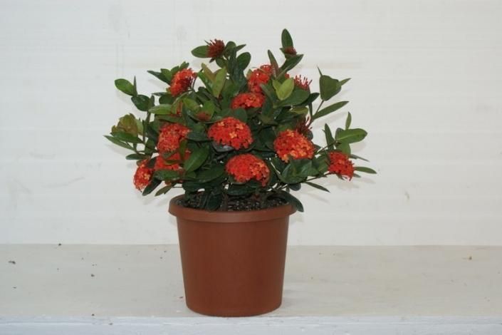 Potted plant with red flowers and green leaves against a white background