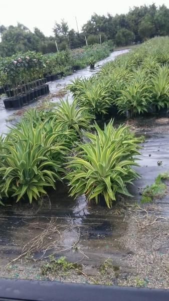 Rows of green potted plants in a nursery, lined along a wet walkway with trees in the background