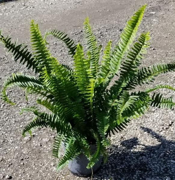Potted green fern plant with long fronds on a gravel surface